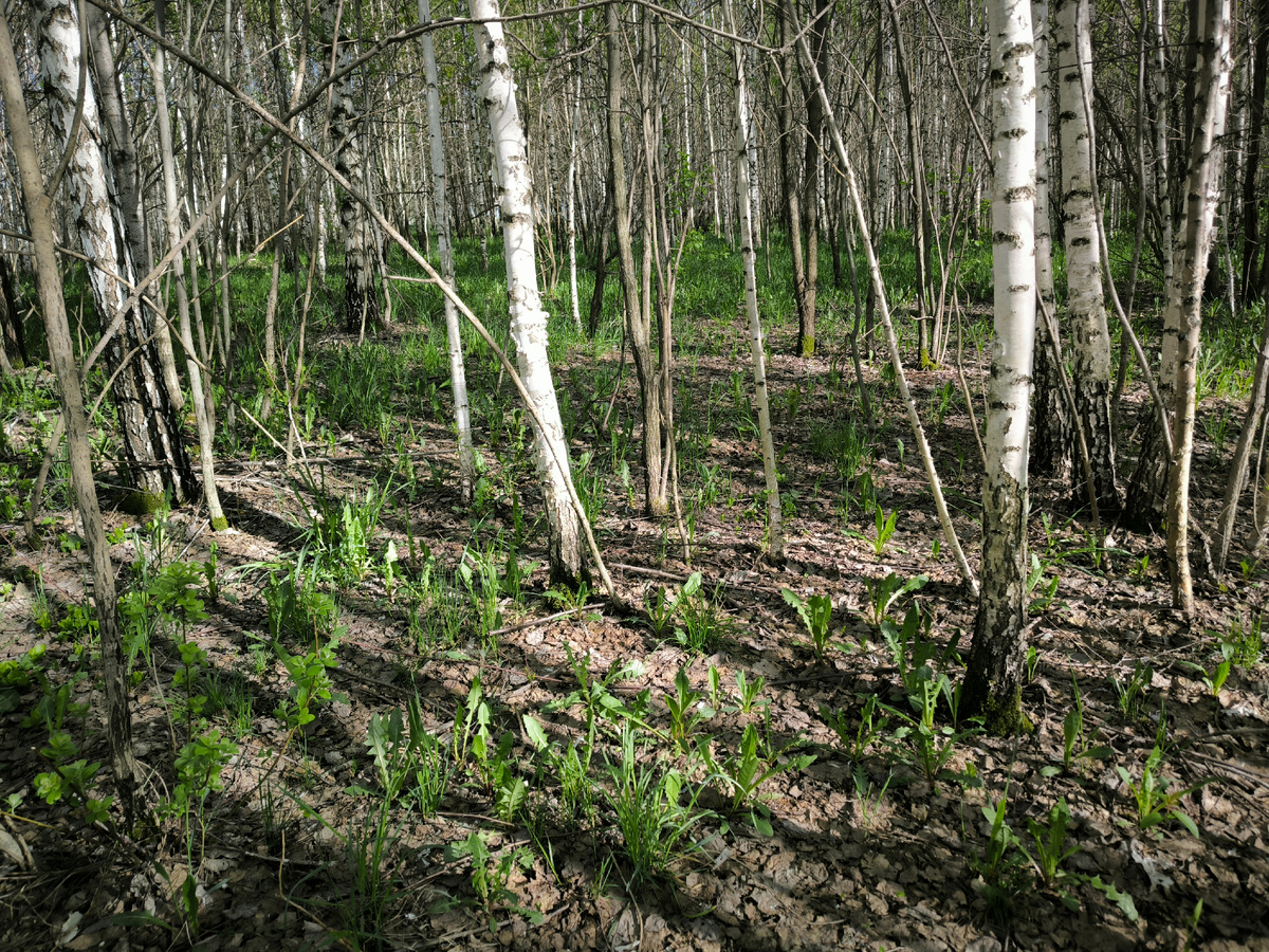 Даже в гуще "хмыжника" пробивается травка