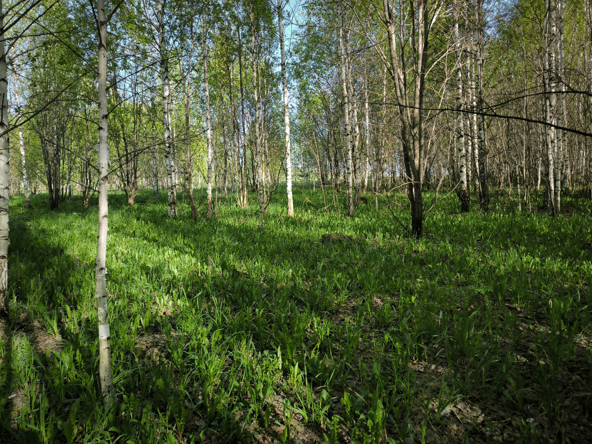 А на светлых полянках её уже много