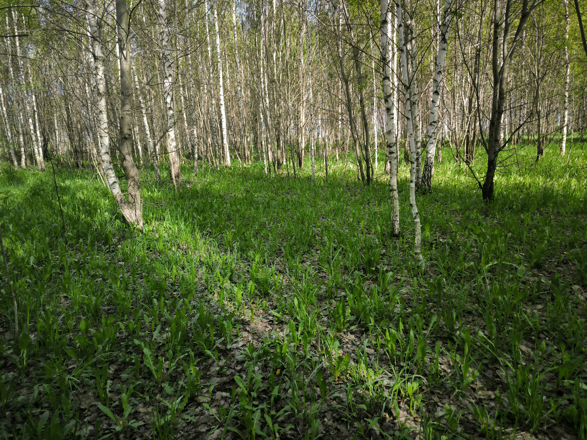 Вот где-то здесь можно встретить последние весенние грибочки
