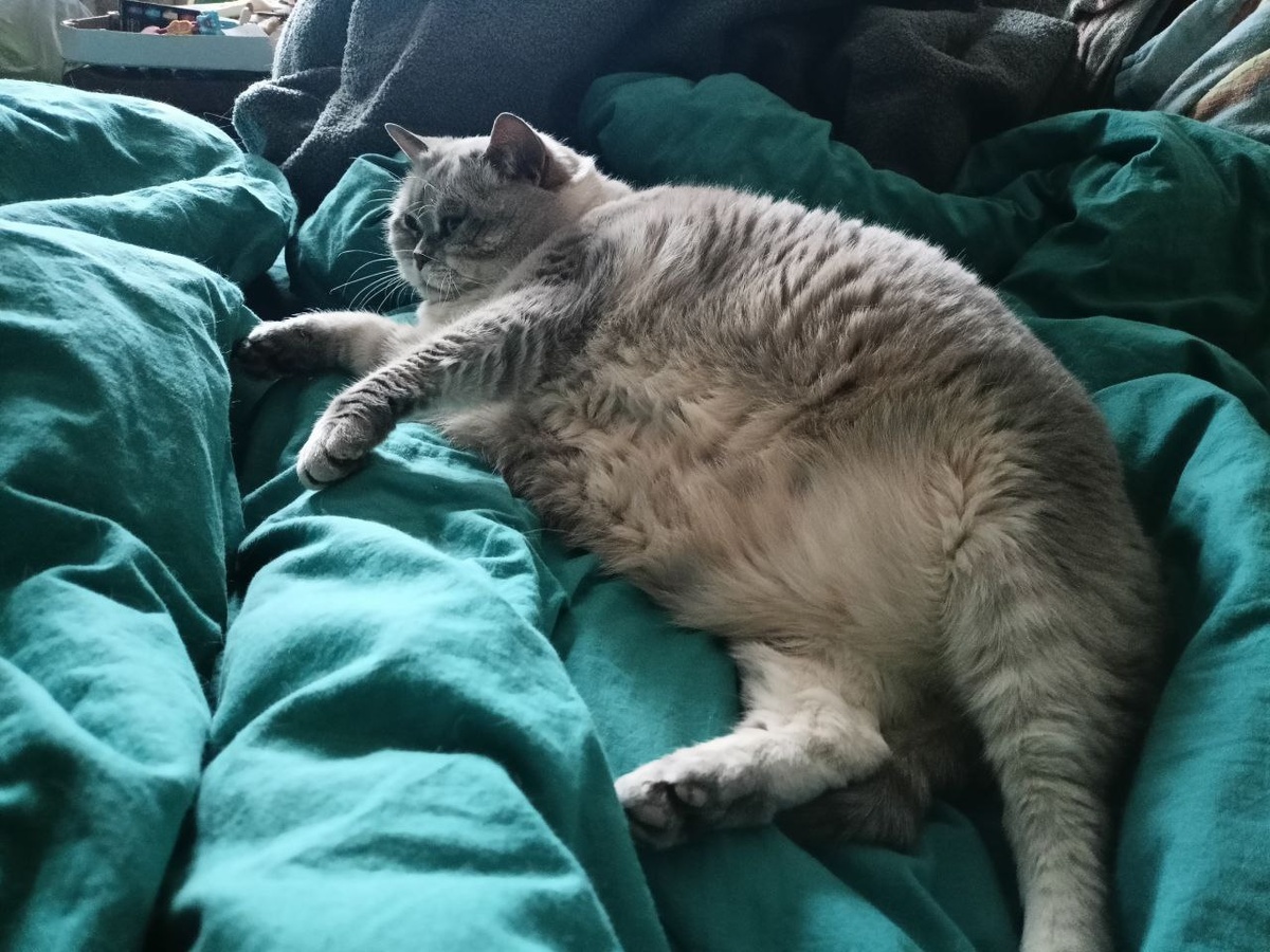 Пушистая детективка в ожидании часа слежки