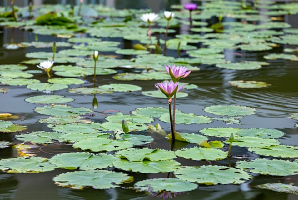    Фото: Aleksey Smyshlyaev/Globallookpress