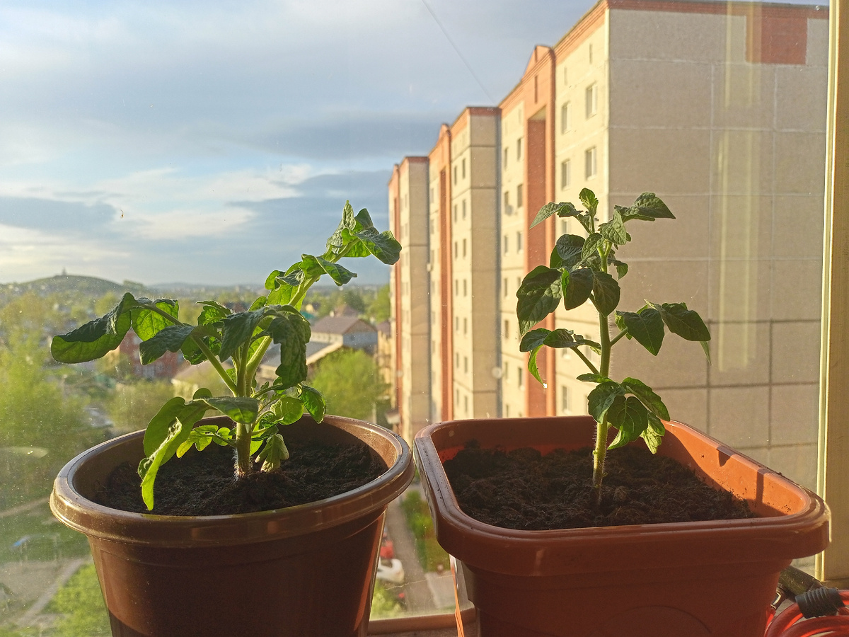 Томат Микрон-НК 