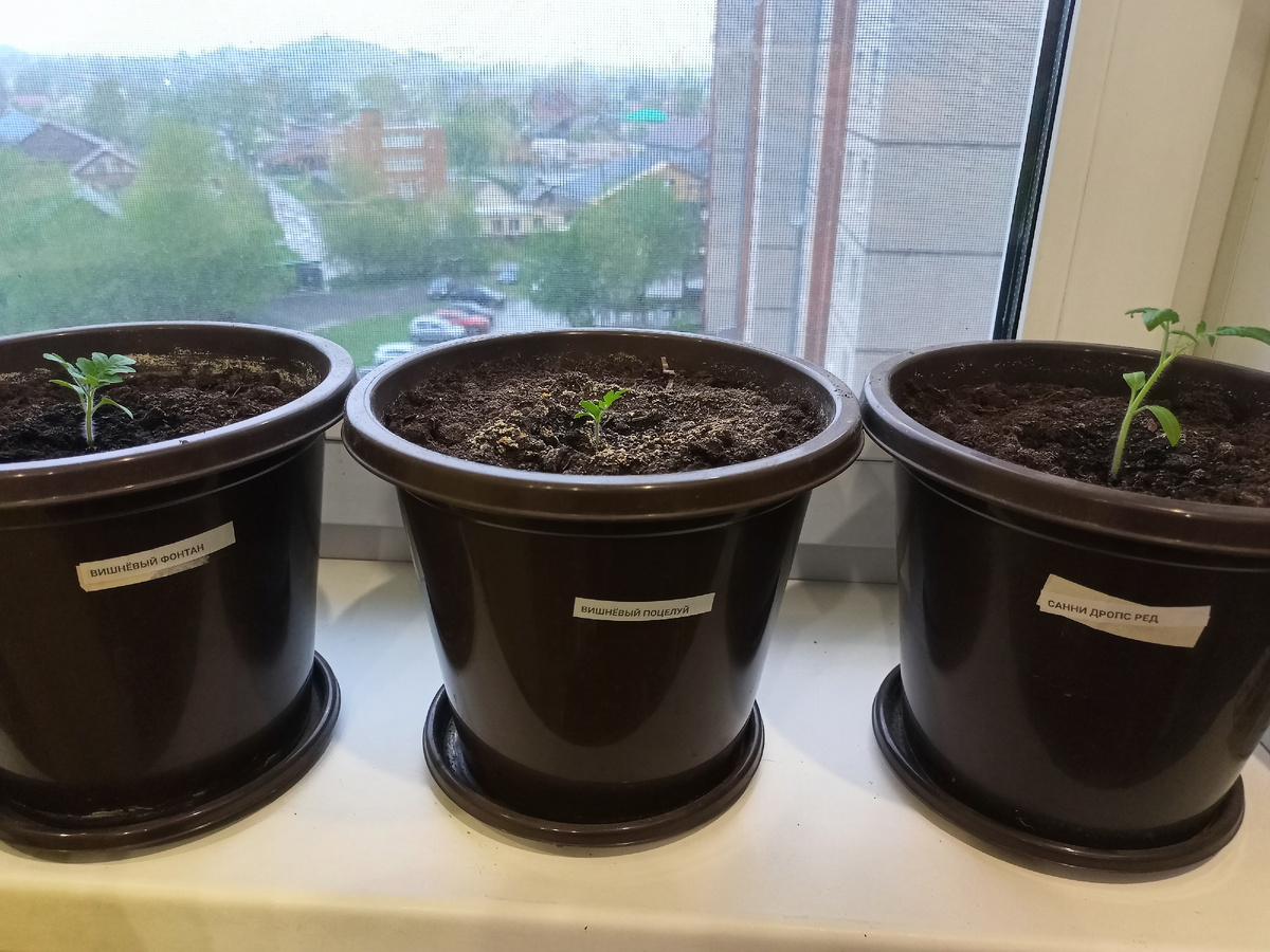 Томаты в горшках