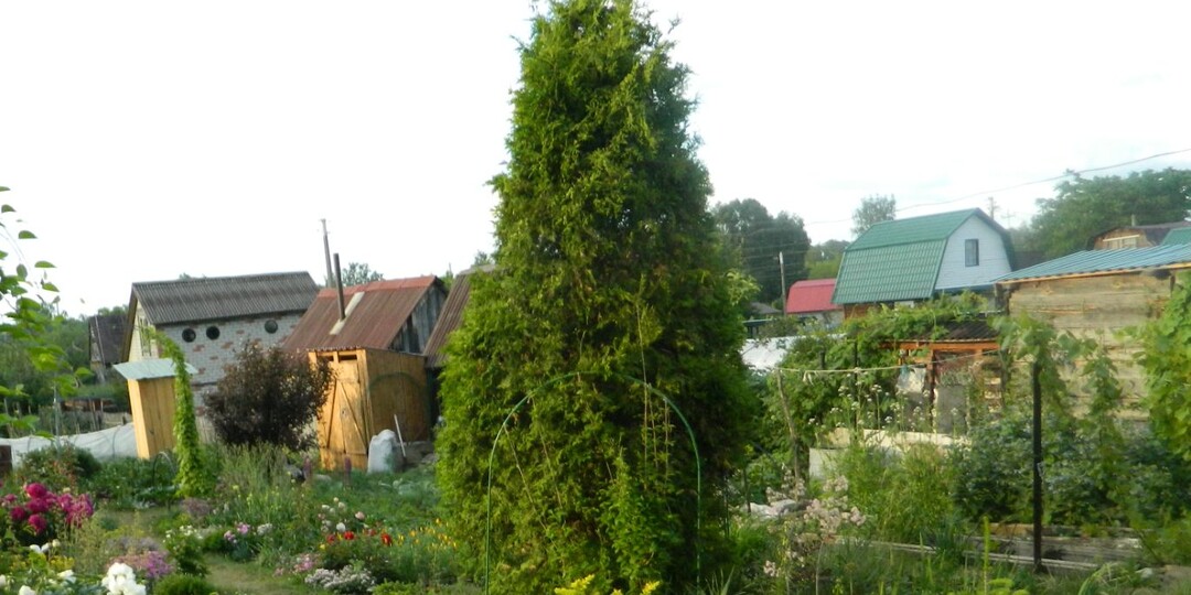 Черенкование хвойных растений для своего участка