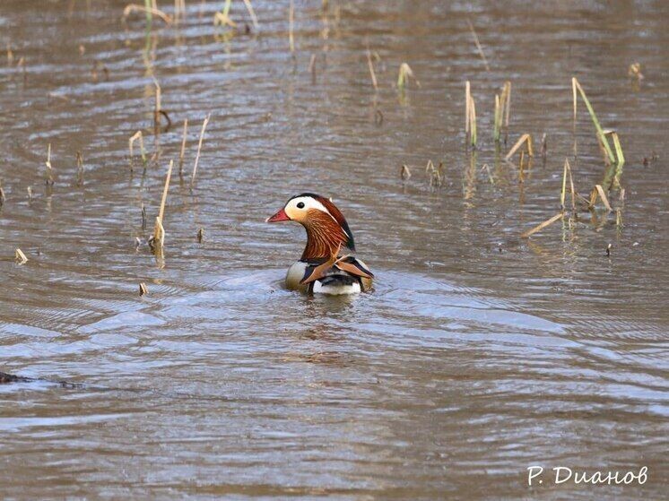    Фото: Пресс-служба Сохондинского заповедника   📷   Фото: Пресс-служба Сохондинского заповедника
