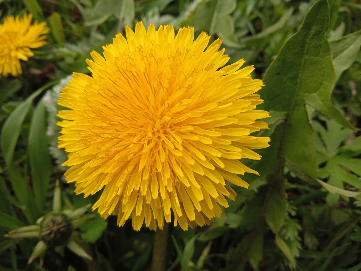 Вот какой красавец 