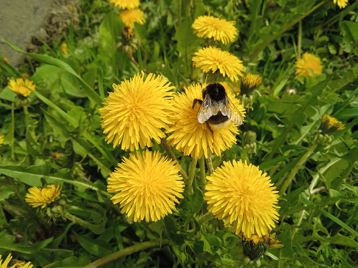 Шмель весь в работе 