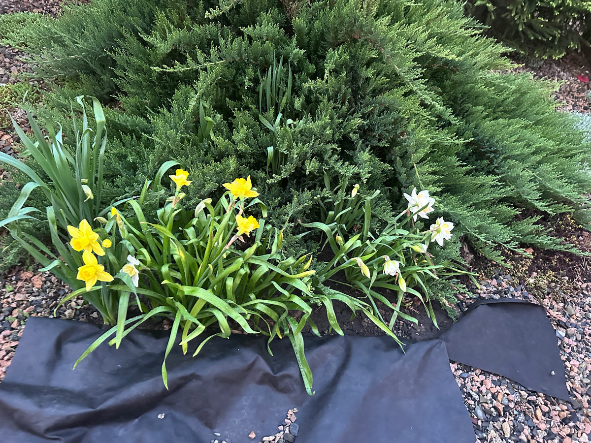 Когда я их открыла, листва была полностью желтая и цветов еще не было.