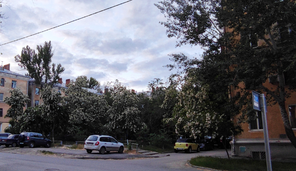 Пока ещё акация встречается почти в каждом старом дворе