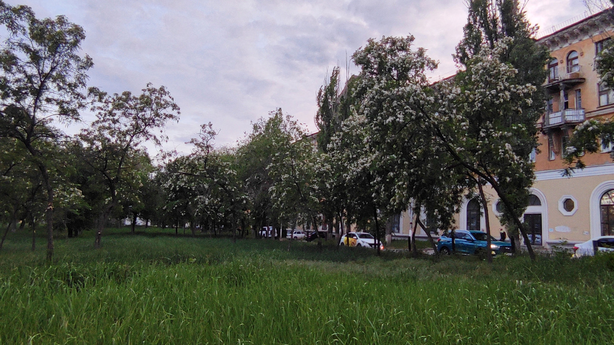 А ещё акацию можно встретить массово в скверах и на аллеях Волгограда, до которых ещё не добралось благоустройство