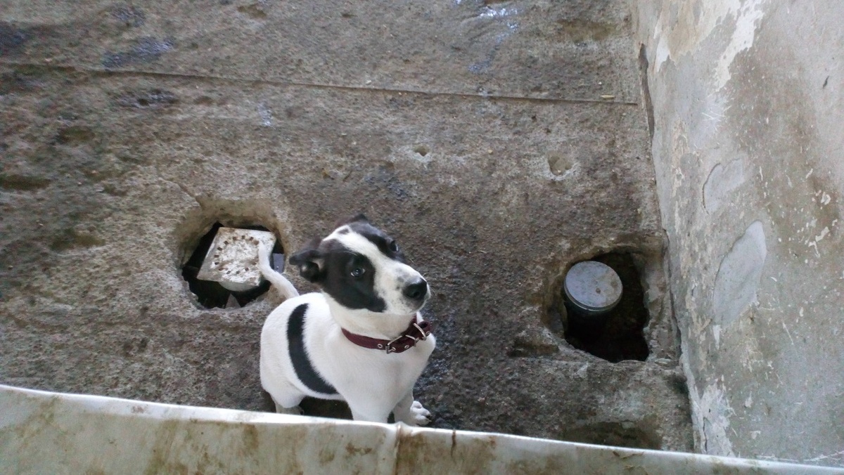 Бимка в муниципальном приюте сидит ждет, когда к нему кто-нибудь придет. 
