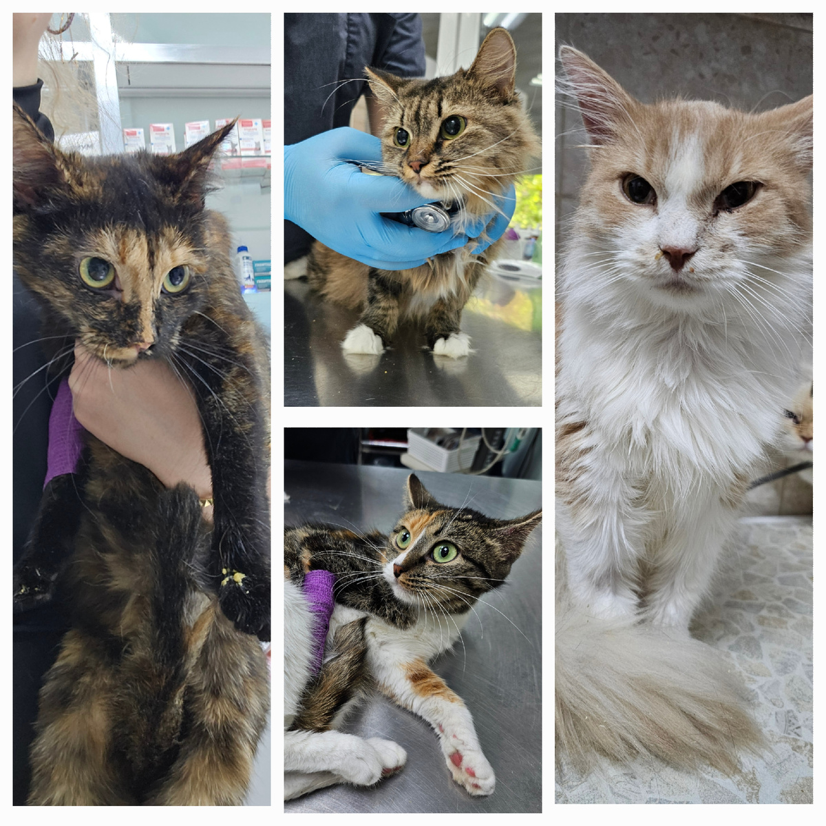 Фото автора. Заболевшие ребята фип.