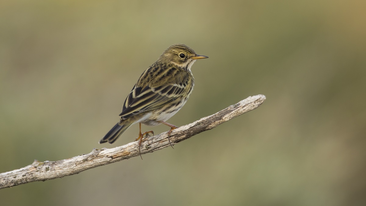   В этот день соловьи начинали петь, это означало, что земля отогрелась после зимы. Фото: Freepik