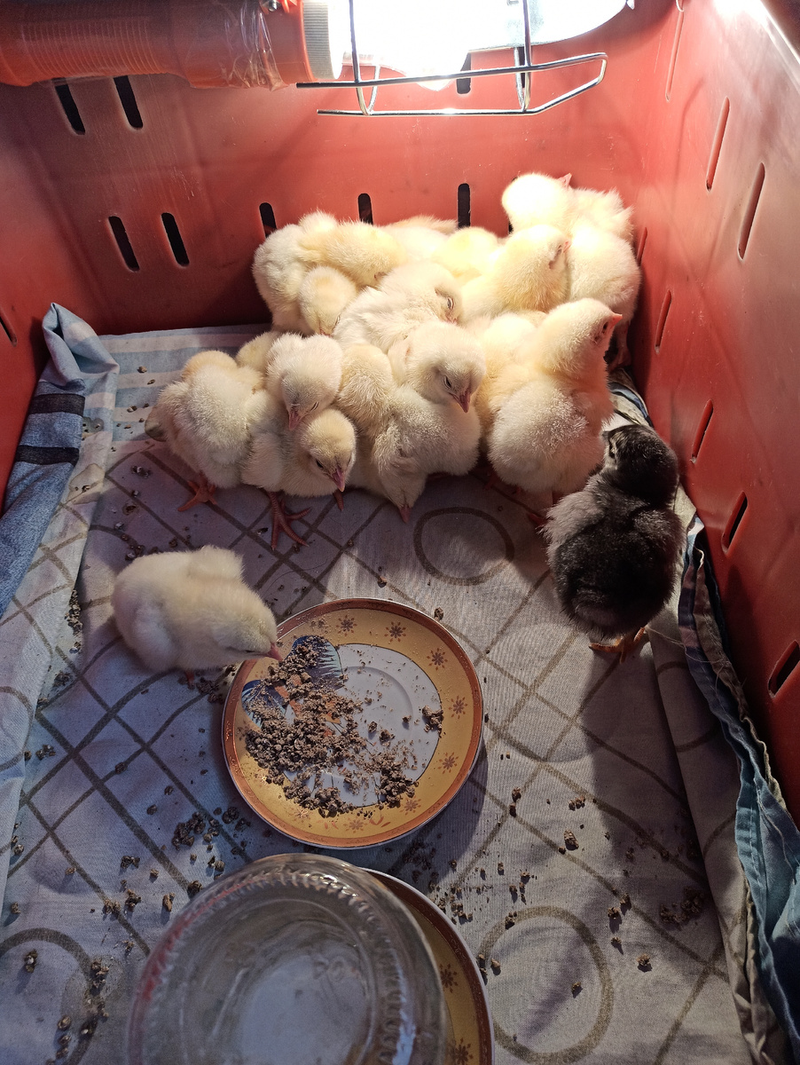 Только с дороги. Ещё пока под лампу жмутся, замёрзли, видимо пока ехали