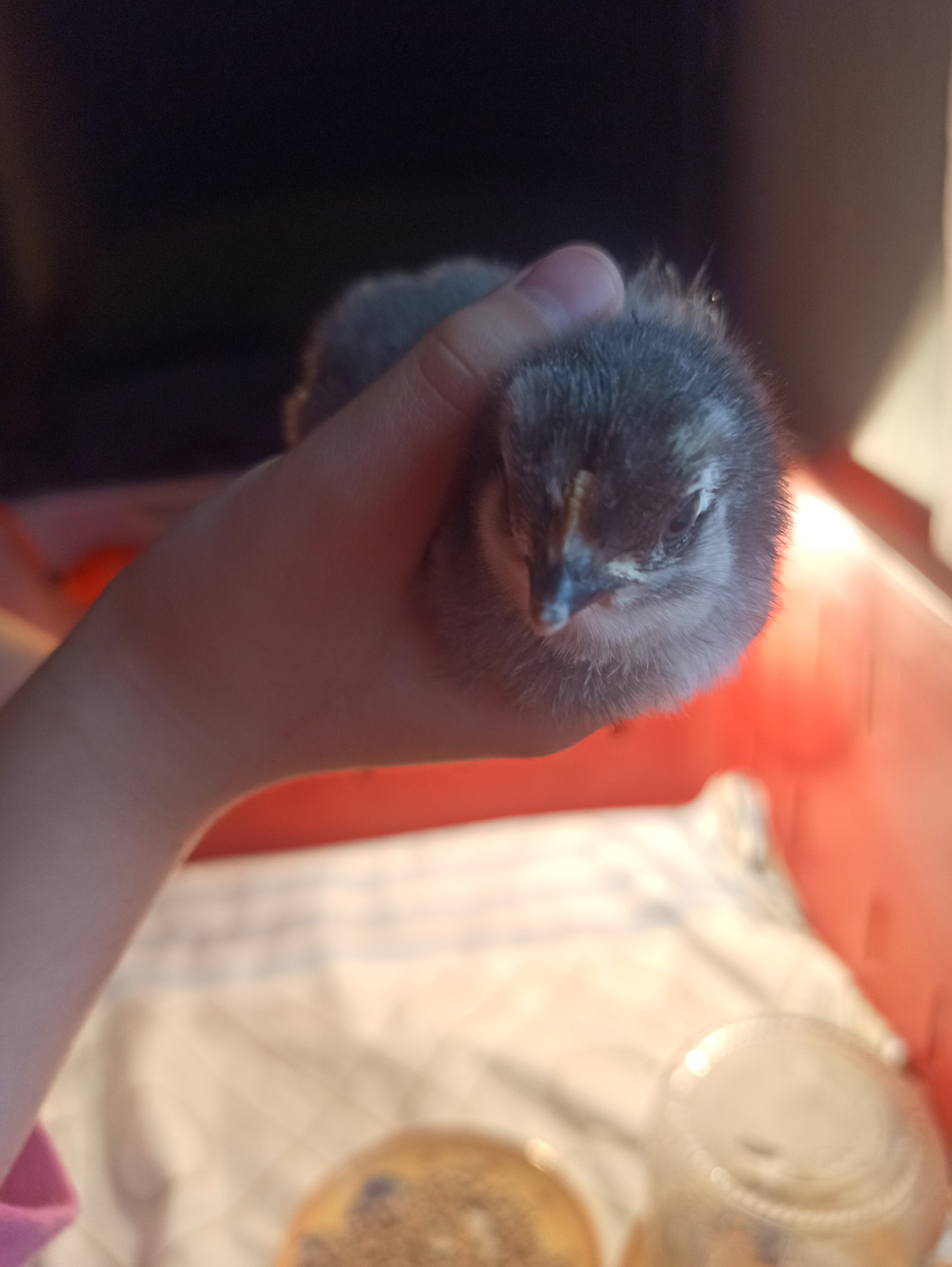 Крупненький. Крепкий. Но всего один(