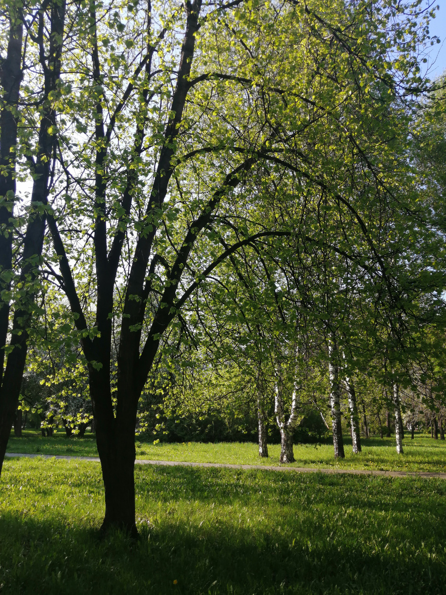 в тени дерев