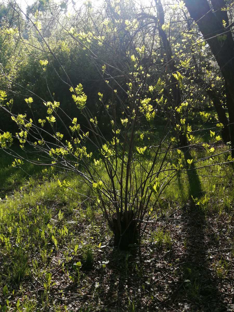 Первые листочки