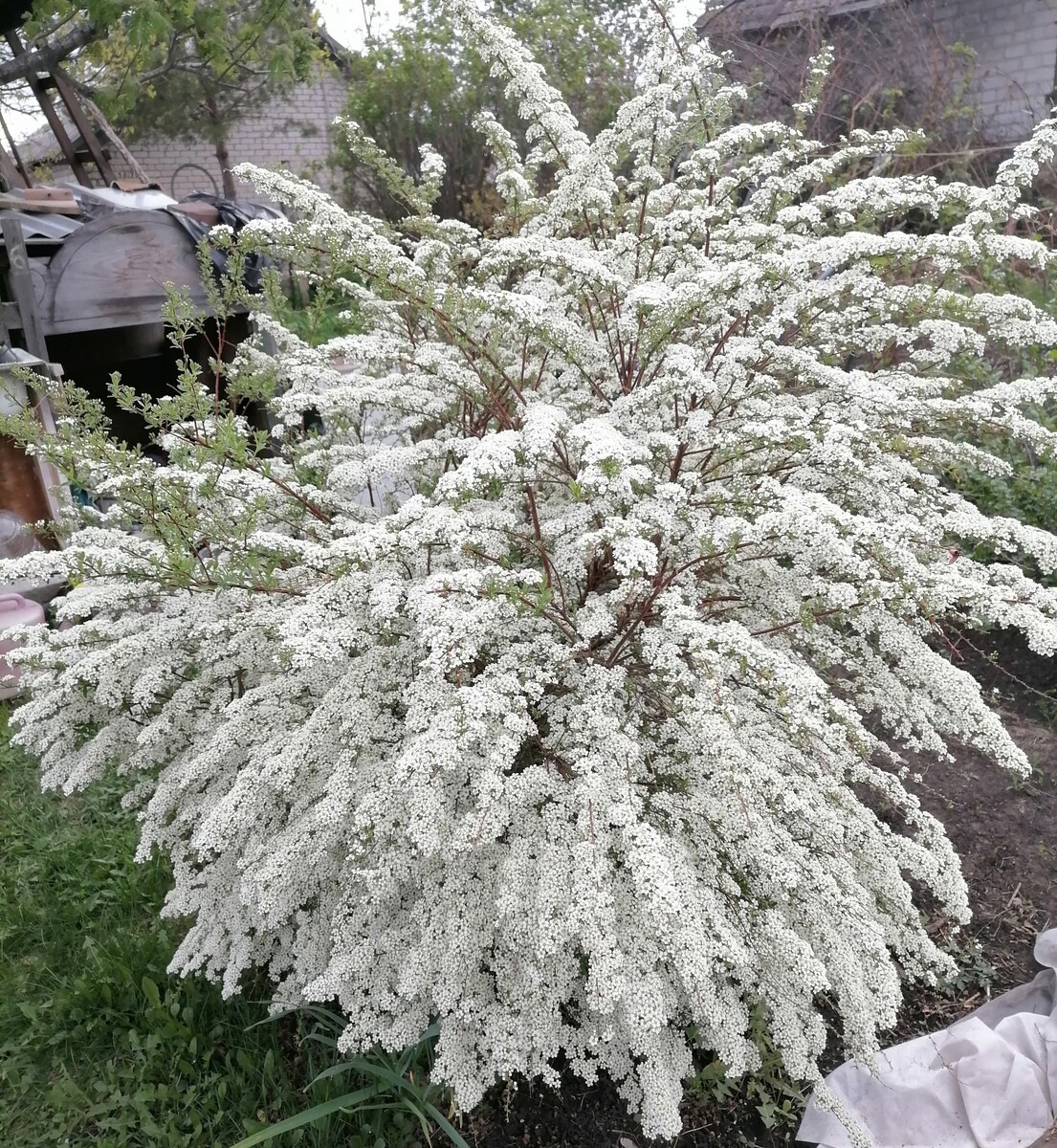 Спирея во всей красе