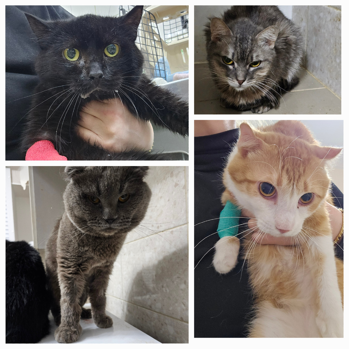 Фото автора. Ребята заболевшие фип.