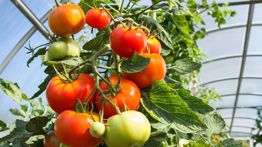 Томаты на природной подкормке