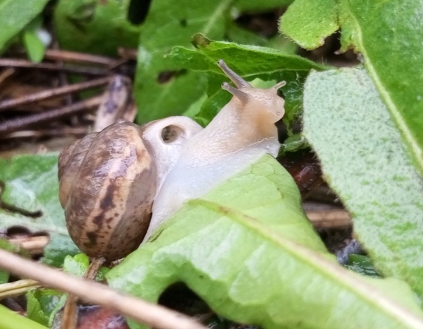 У улитки дом всегда с собой. Фото автора.