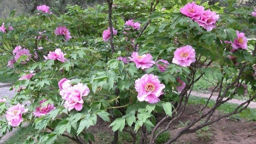 Следуя новым правилам, я не только восстановил растения, но и получил повторное цветение в конце того же сезона. 