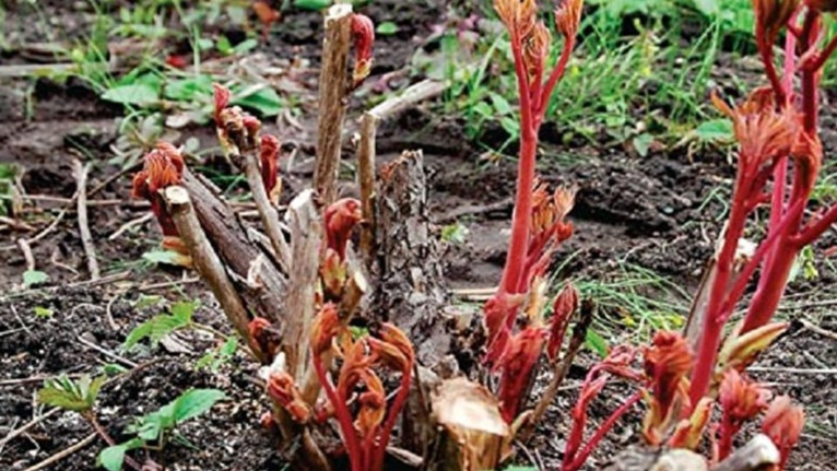 Правильная обрезка