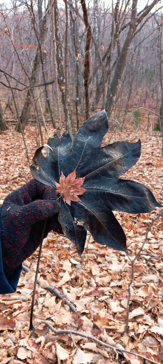 только взгляните! лист диморфанта и лист клена... даже по сравнению с моей рукой размер листа диморфанта впечатляет! Фото сделано в Приморском крае, с. Мельники, Партизанский ГО