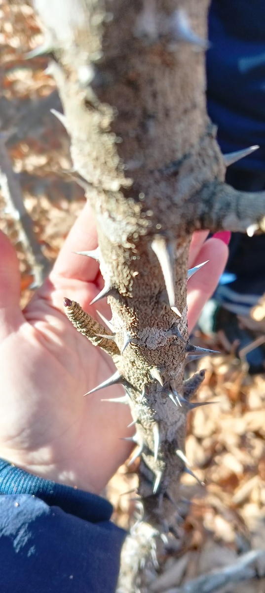 Фото октябрь 2024г. Партизанский район Приморский край