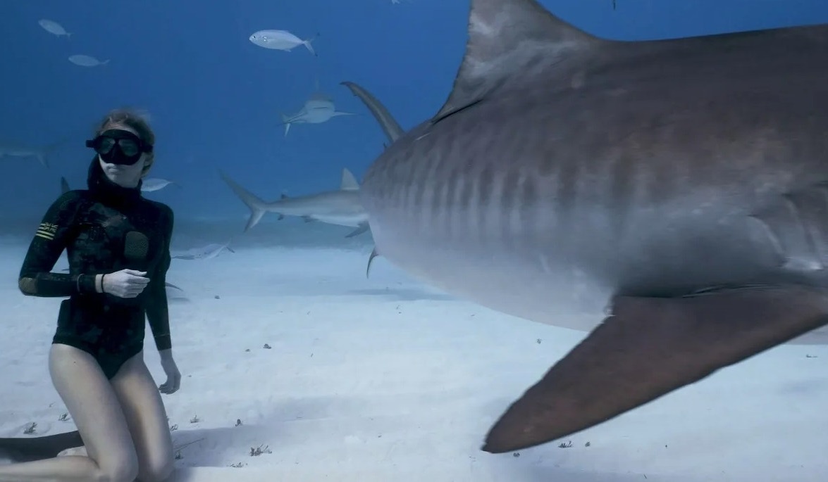 Плавание с тигровыми акулами очень распространено среди туристов-дайверов. Неужели им не страшно? Это же акула!!!