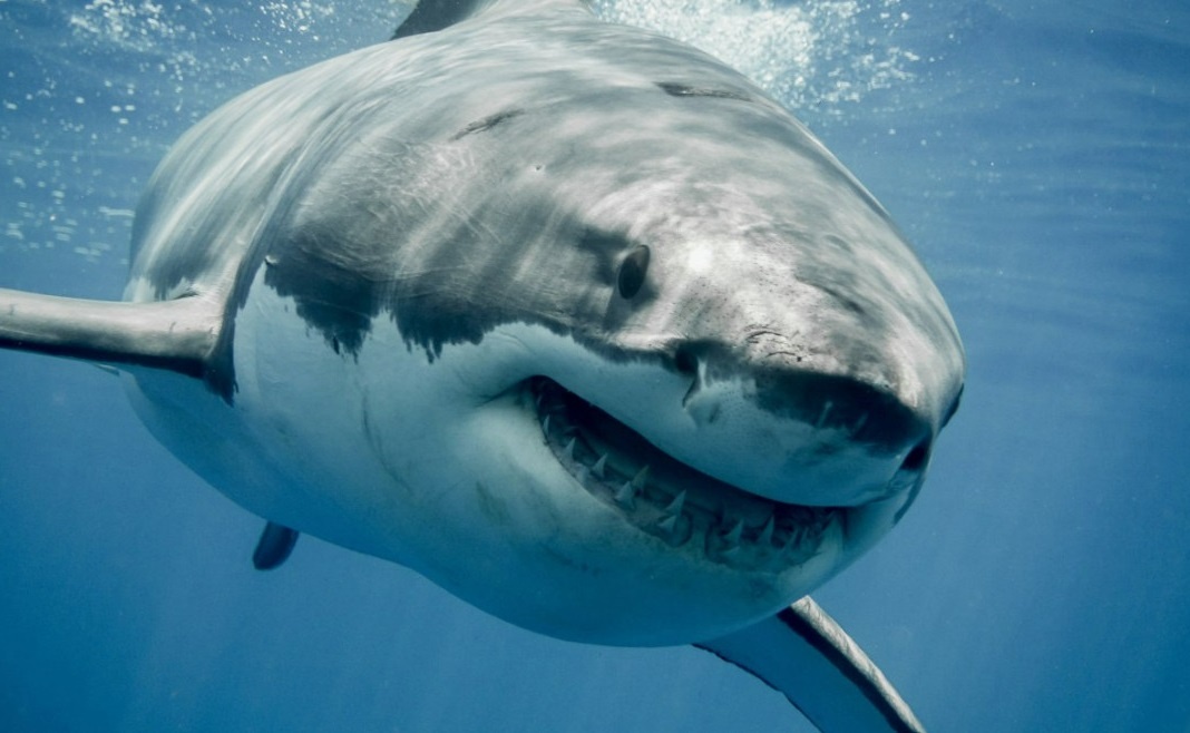 У акул "мёртвая" хватка! В результате укуса можно поолучить серьёзные травмы и увечья.
