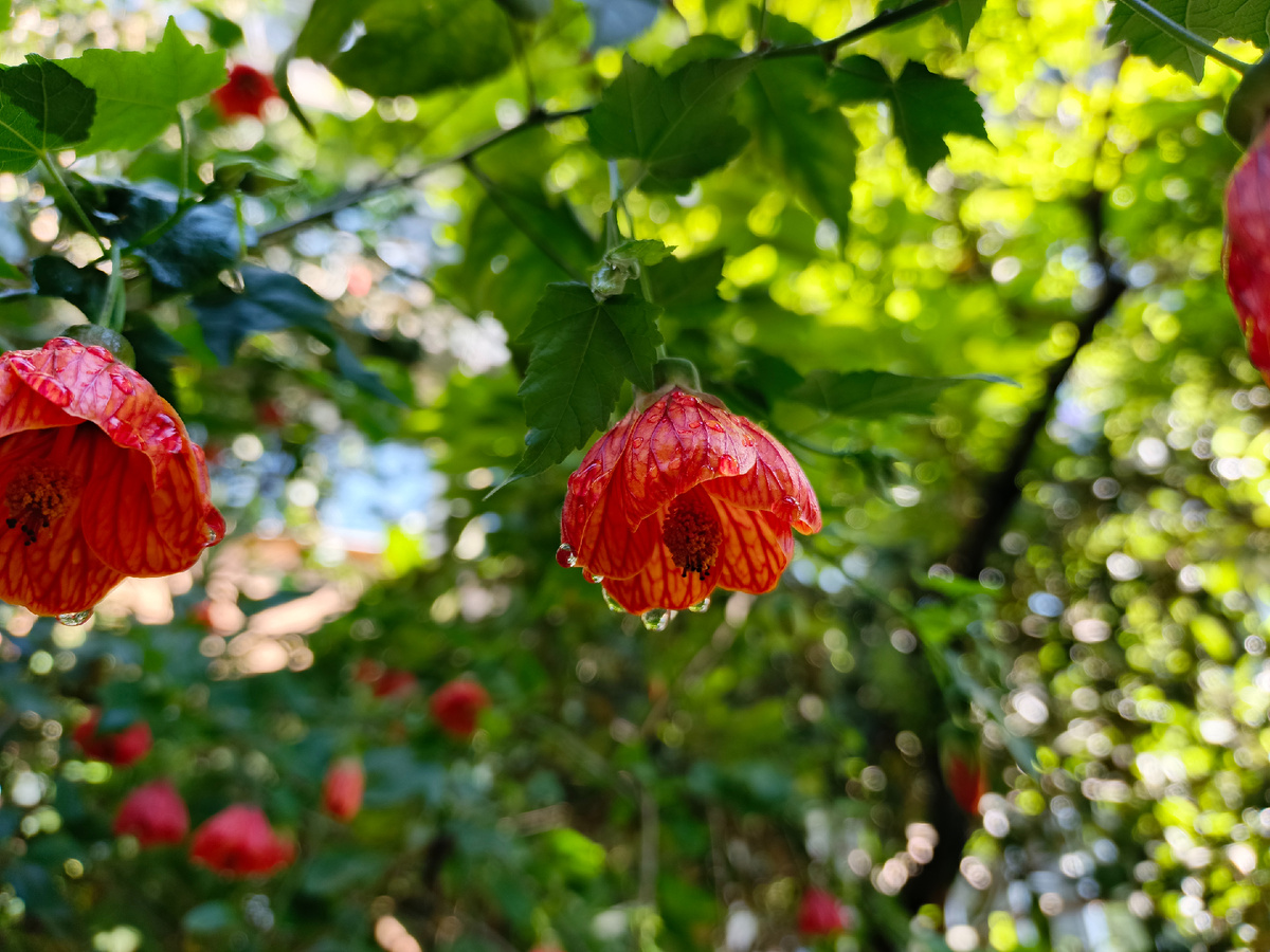 Адлер, Абутилон, середина мая 2025 г.