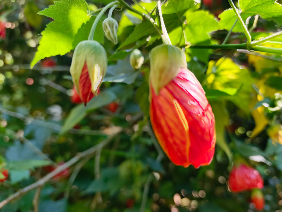 Адлер, Абутилон, середина мая 2025 г.