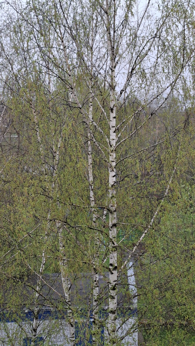 Берёза под окном. Начинает одеваться листочки. А небо серое, без просветов.