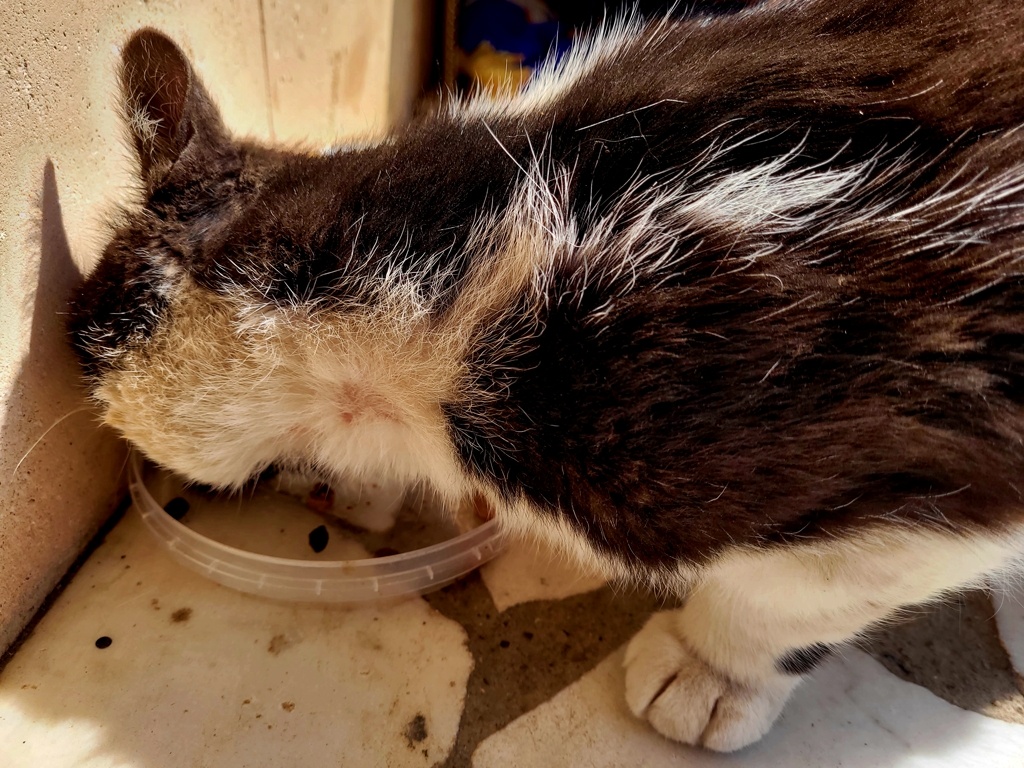 На шее вырван клок шерсти, боец)))