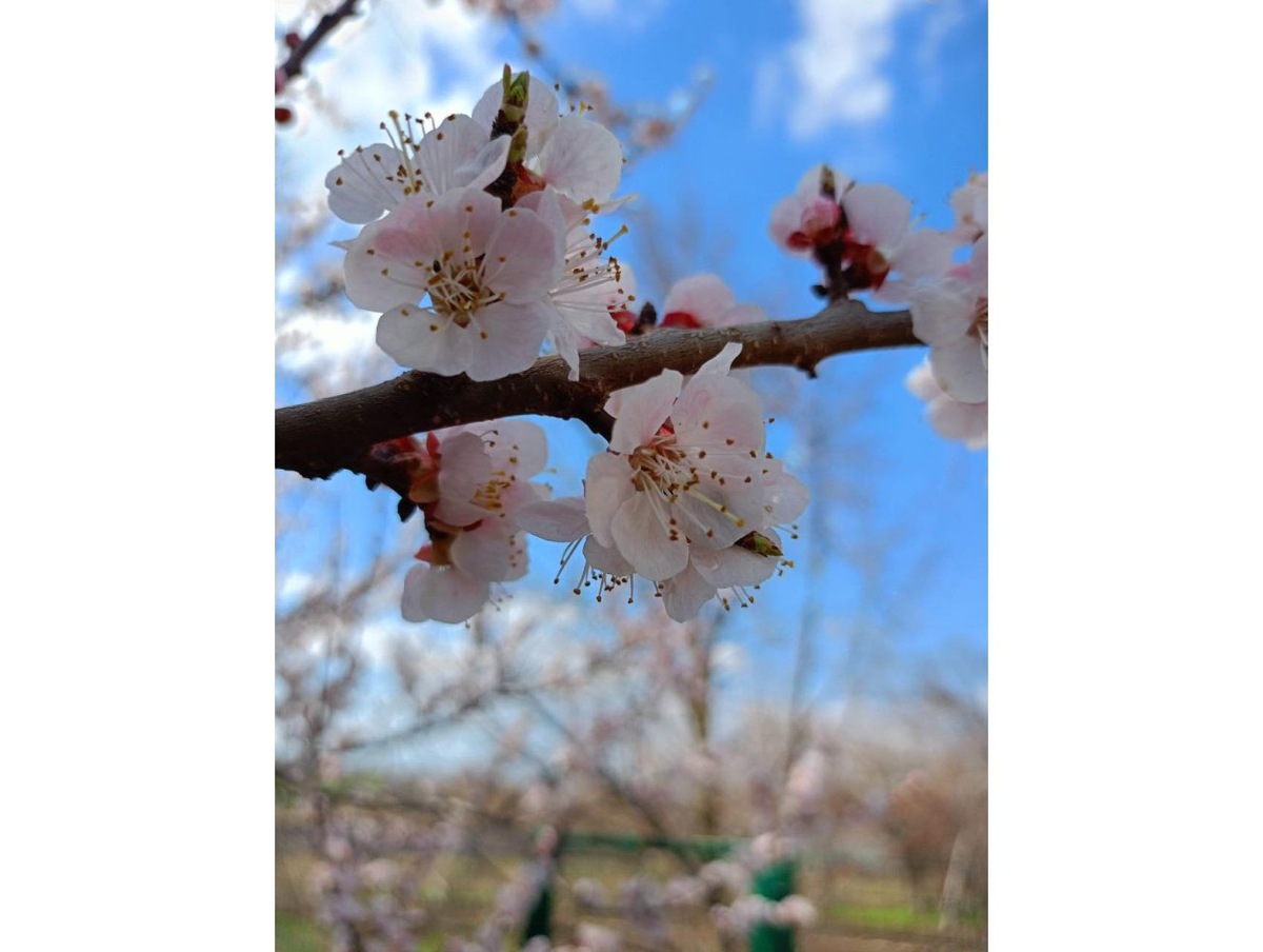    Когда цветут абрикосы