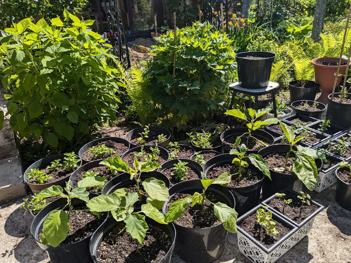 Солнечныйй сад на парковке