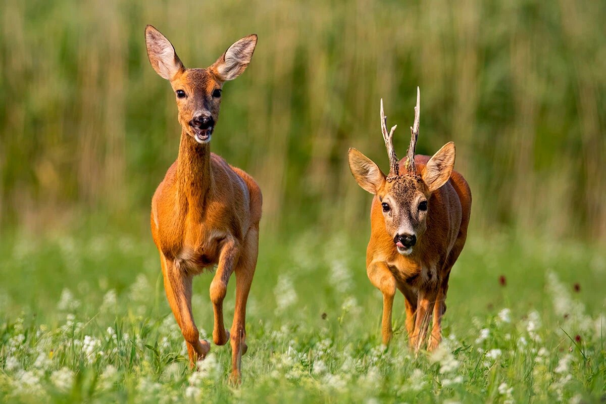    Фото: WildMedia / Shutterstock.com