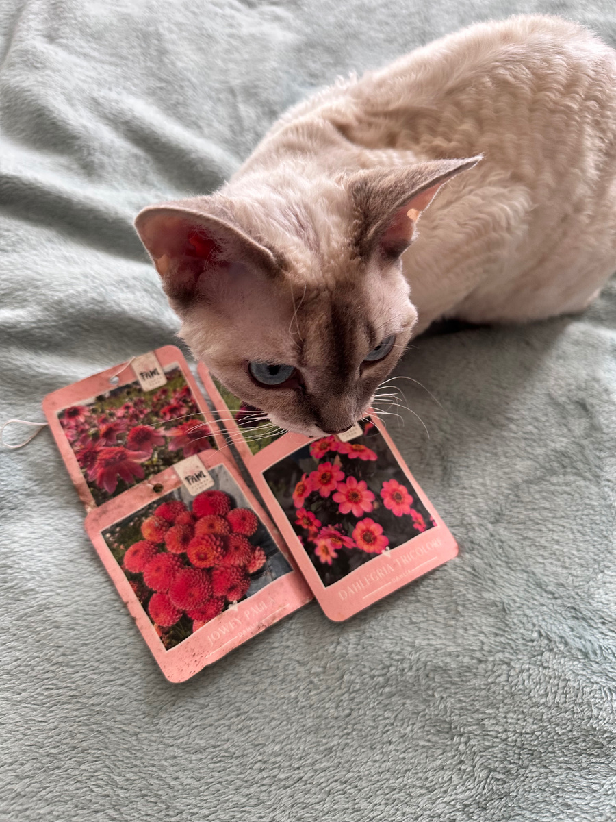 Проращивание клубней георгин