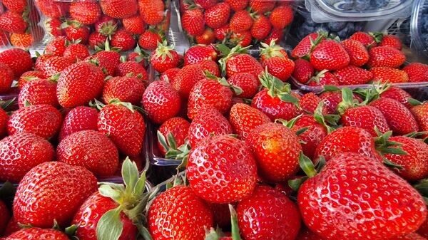    © Sputnik / Александр Жибуль