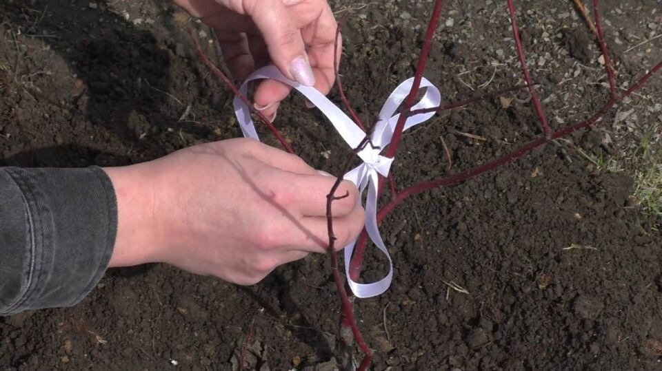    Акция "Росток памяти". Источник: "Толк"