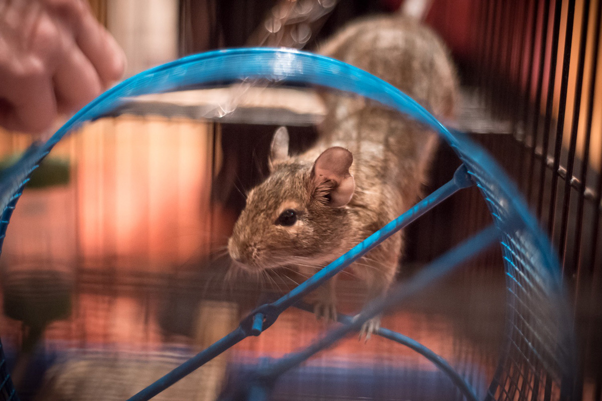    Домашняя белка. Фото: ИА "Республика" / Николай Смирнов