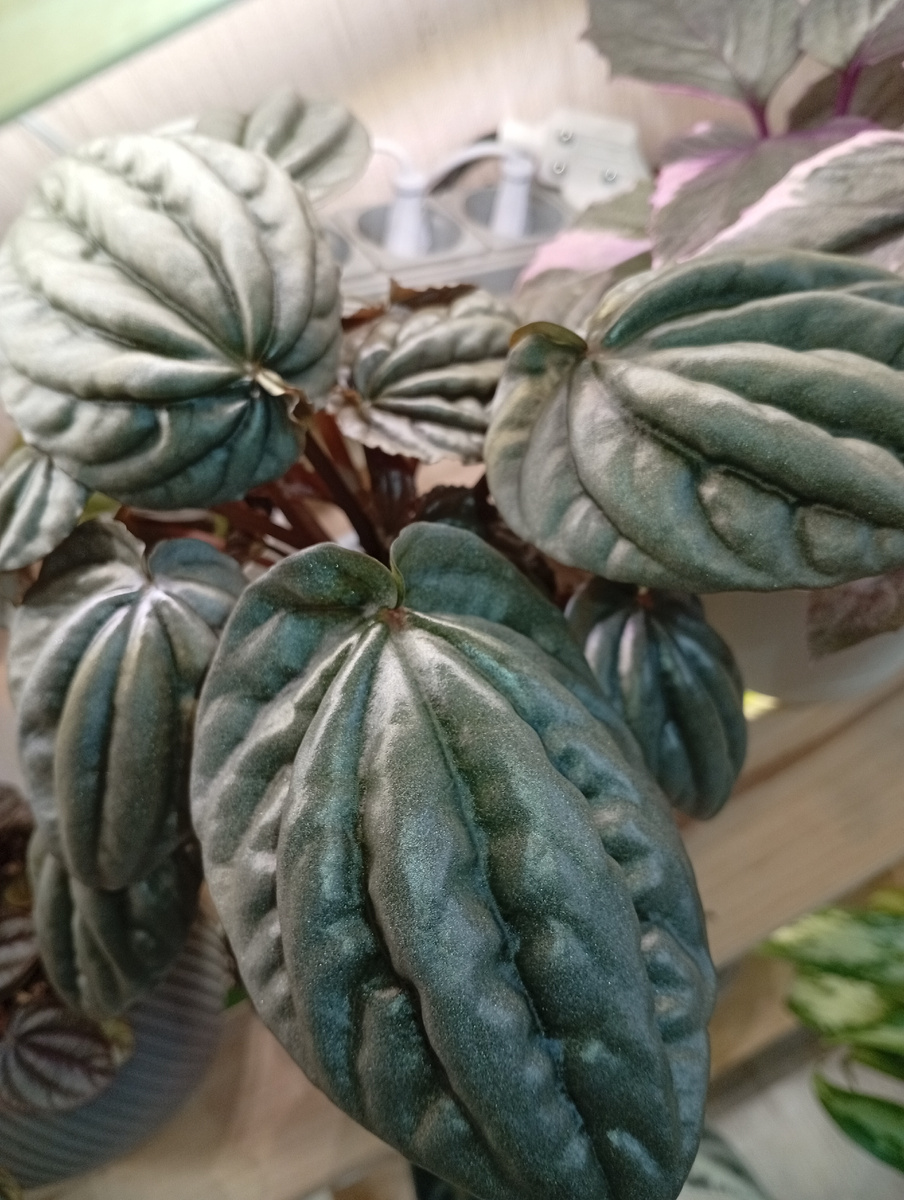 Листик пеперомии серебристой. Не несет никакой смысловой нагрузки для статьи. Просто фото для обложки😊 Хорошего дня☺