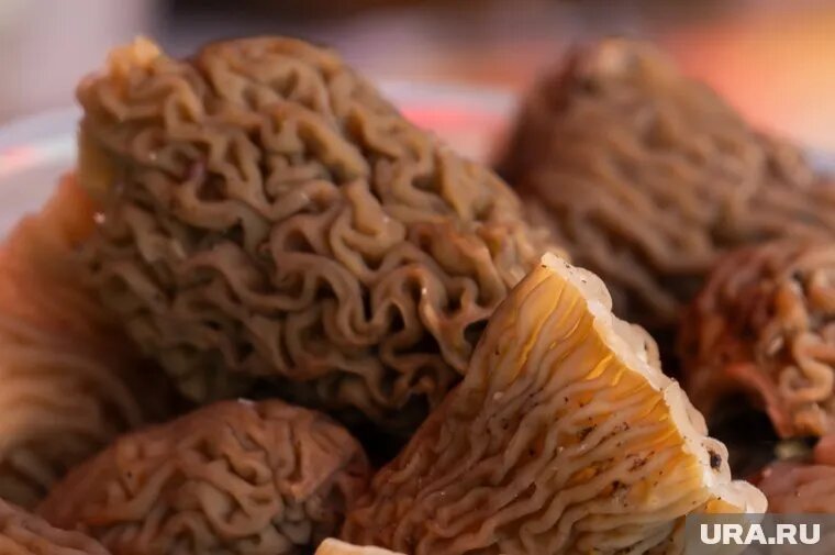 Первые грибы челябинцы начали собирать в лесах еще в апреле. Фото: Руслан Яроцкий © URA.RU