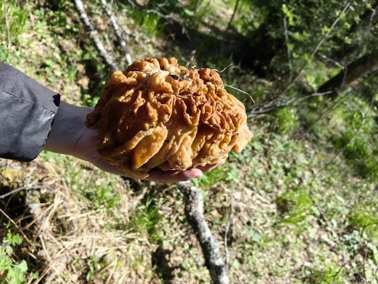 Крупный гриб удалось отыскать в Златоусте. Фото: Группа «Грибы. Ягоды. Травы. Челябинск и область», vk.com