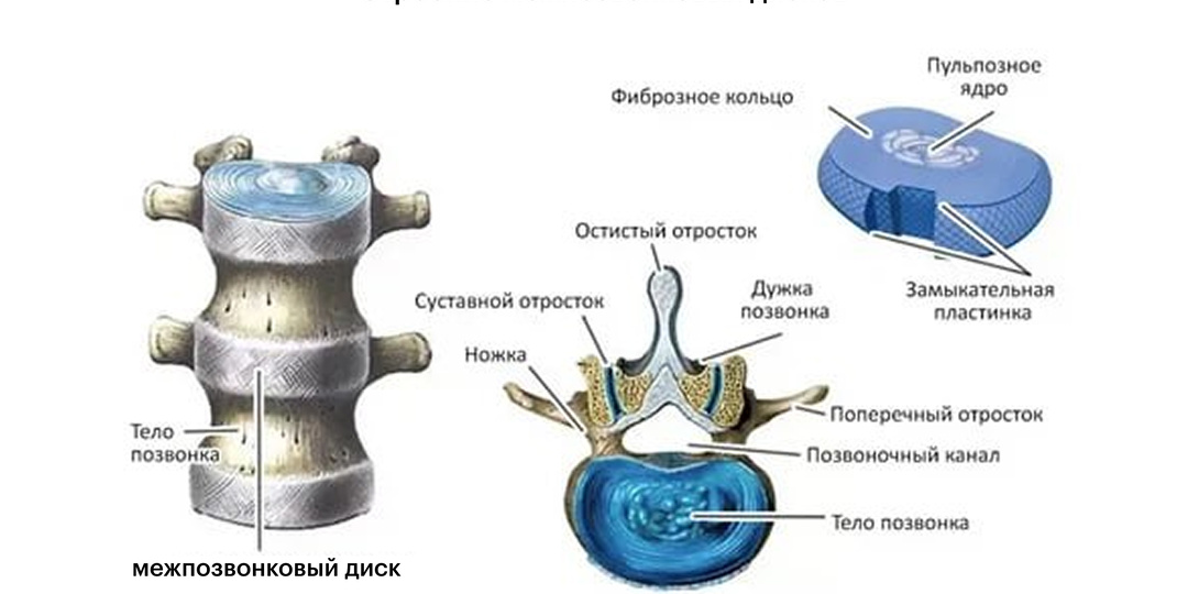 Чем питается позвоночник? Почему движение — это его завтрак, обед и ужин