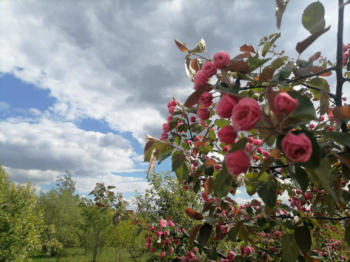 Яблоня. Не смогла устоять, чтоб не подойти, очень уж красиво.