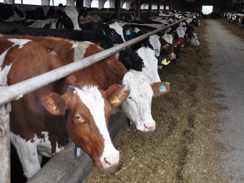    Фото Светланы Кишинько Газета Колос