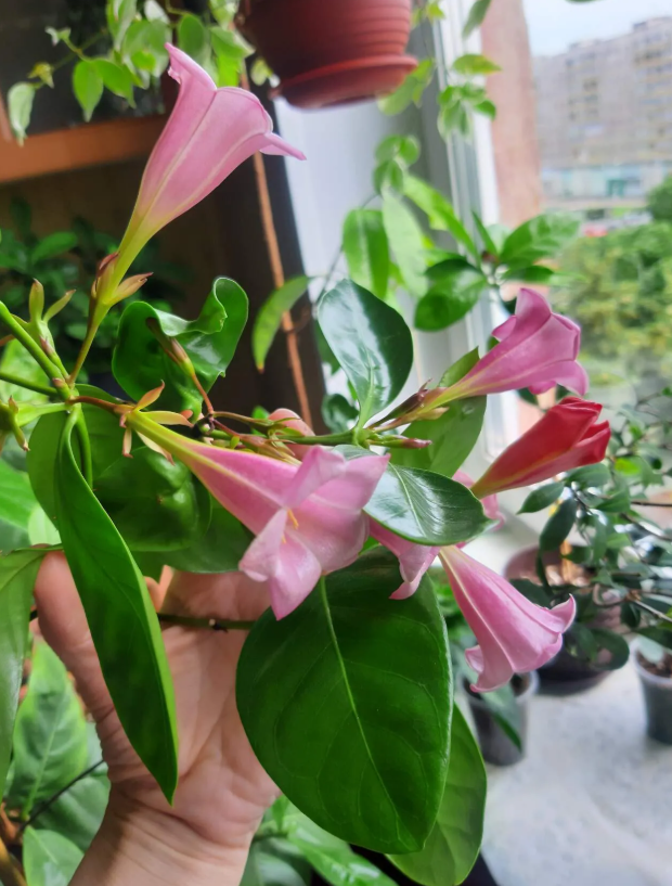 Цветения разных розовых портландий