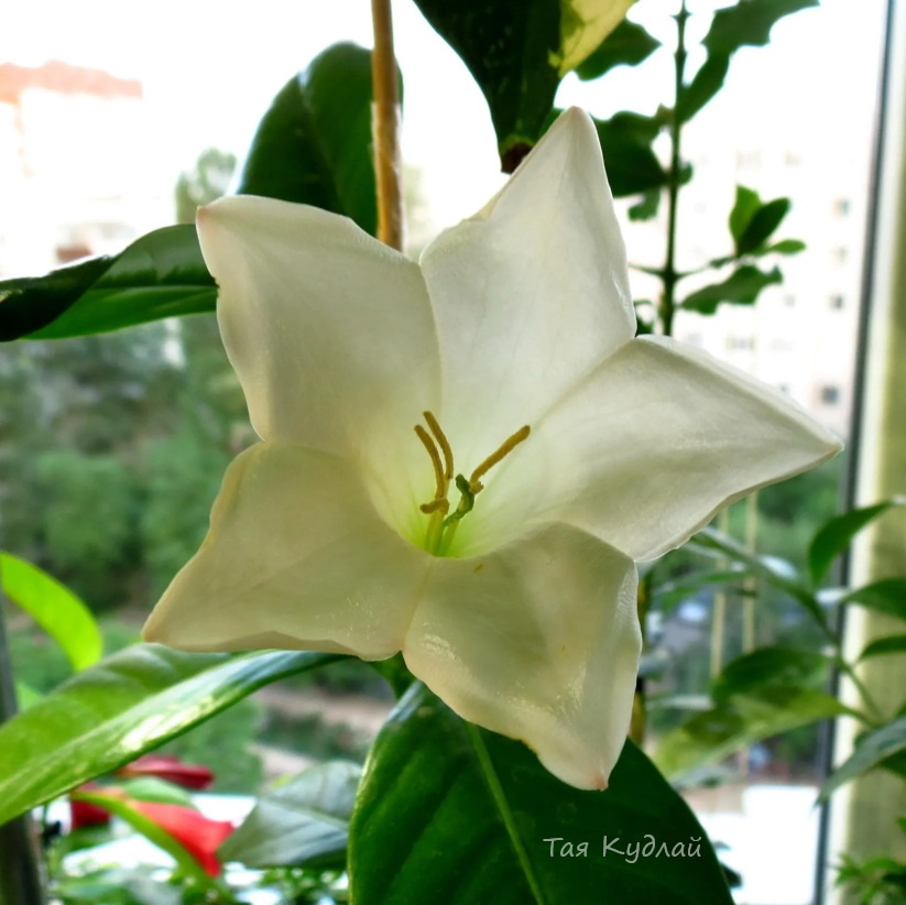 Фото цветения белой портландии